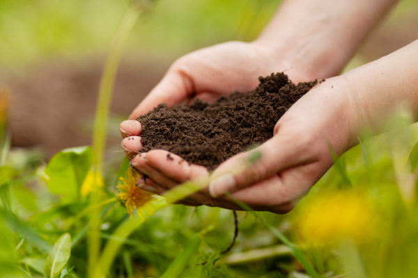 Quais são os melhores adubos orgânicos e como usá-los na jardinagem urbana