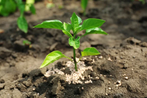 O segredo para uma jardinagem urbana sustentável e produtiva